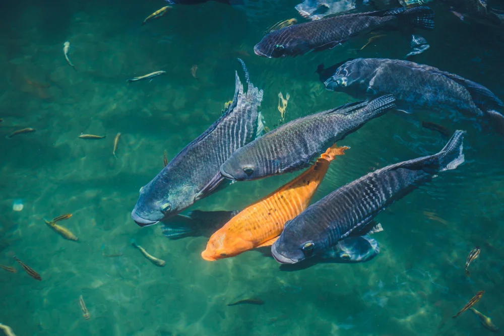 Laguinho de Peixes